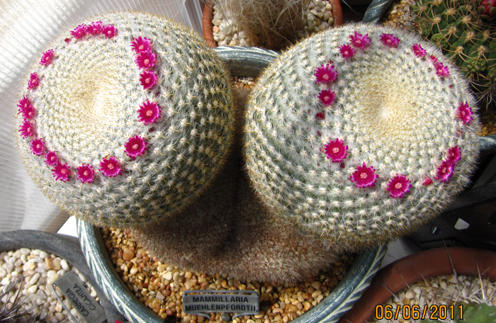 Mammillaria muehlenpfordtii 